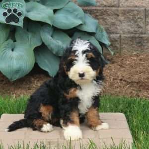 Cody, Mini Bernedoodle Puppy