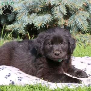 Cody, Golden Retriever Mix Puppy