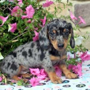 Cody, Dachshund Puppy