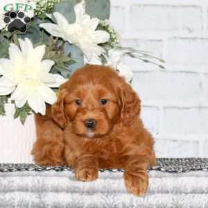 Cody, Mini Goldendoodle Puppy