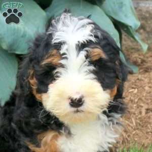Cody, Mini Bernedoodle Puppy