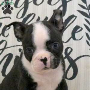 Cody, Boston Terrier Puppy