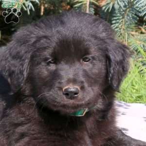 Cody, Golden Retriever Mix Puppy