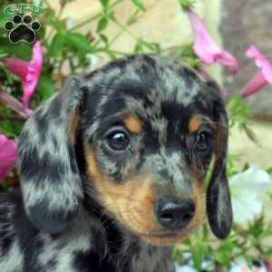 Cody, Dachshund Puppy
