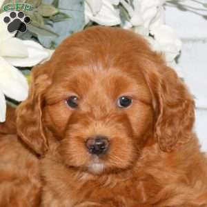 Cody, Mini Goldendoodle Puppy