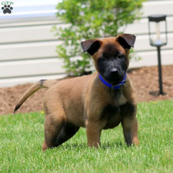 Cody, Belgian Malinois Puppy