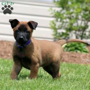Cody, Belgian Malinois Puppy