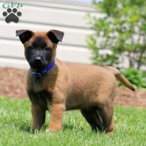 Cody, Belgian Malinois Puppy