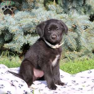 Coffee, Golden Retriever Mix Puppy