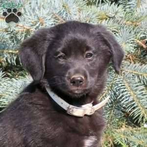 Coffee, Golden Retriever Mix Puppy