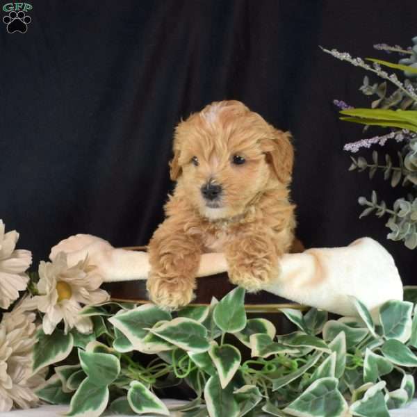 Colby, Maltipoo Puppy