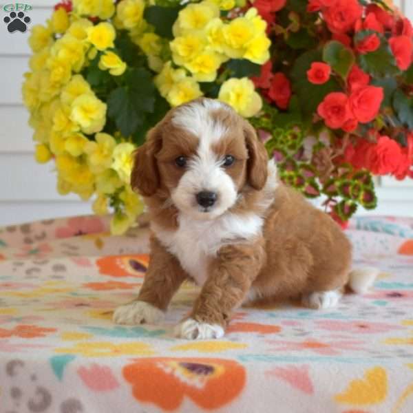 Colby, Miniature Poodle Mix Puppy