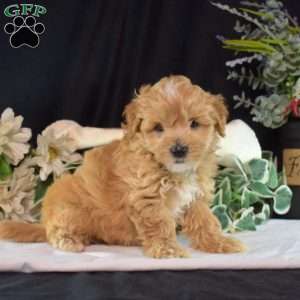 Colby, Maltipoo Puppy