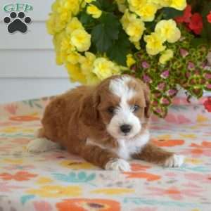 Colby, Miniature Poodle Mix Puppy
