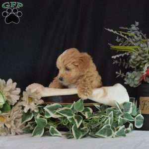 Colby, Maltipoo Puppy