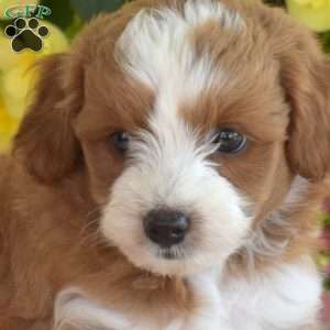 Colby, Miniature Poodle Mix Puppy