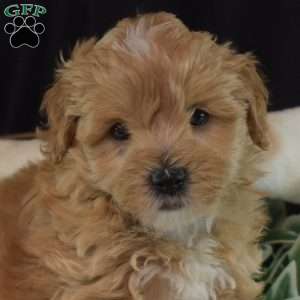 Colby, Maltipoo Puppy