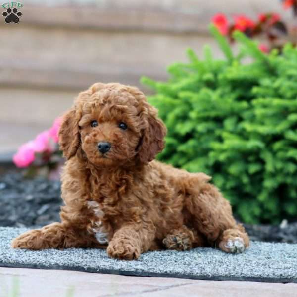 Colby, Miniature Poodle Puppy