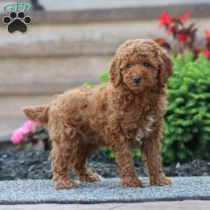 Colby, Miniature Poodle Puppy
