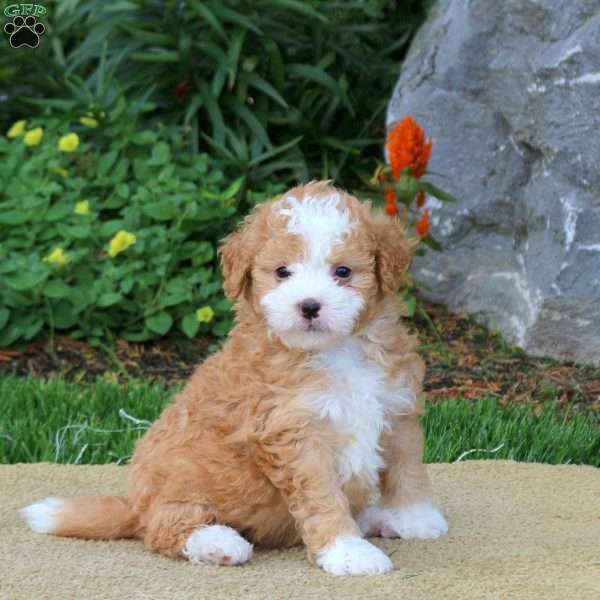 Colt, Mini Bernedoodle Puppy