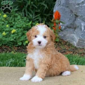 Colt, Mini Bernedoodle Puppy