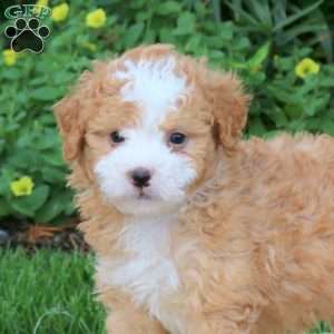 Colt, Mini Bernedoodle Puppy