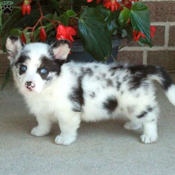 Colton, Pembroke Welsh Corgi Puppy