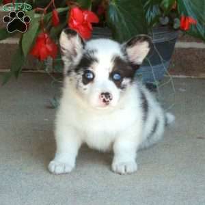 Colton, Pembroke Welsh Corgi Puppy