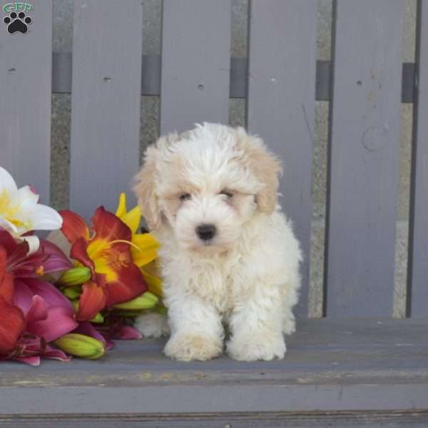 Comet, Maltipoo Puppy