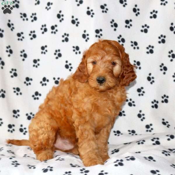 Conner, Irish Doodle Puppy