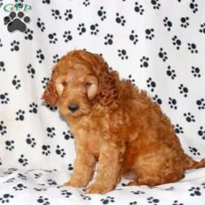 Conner, Irish Doodle Puppy