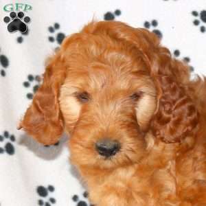Conner, Irish Doodle Puppy