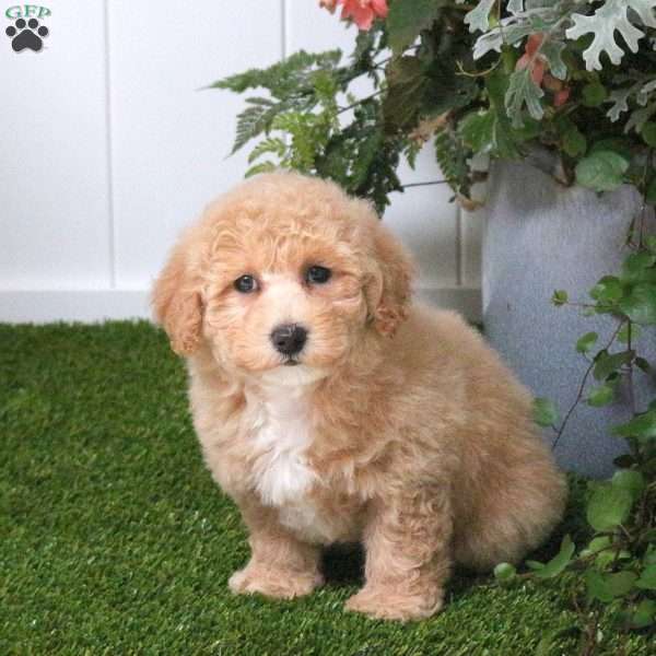 Connie, Bich-Poo Puppy
