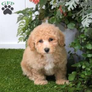 Connie, Bich-Poo Puppy