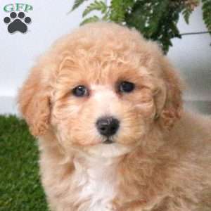 Connie, Bich-Poo Puppy
