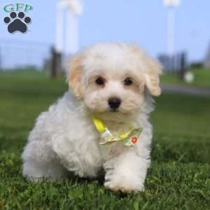 Cookie, Maltipoo Puppy