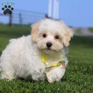 Cookie, Maltipoo Puppy