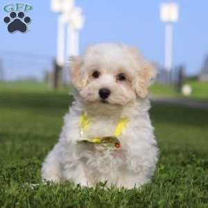 Cookie, Maltipoo Puppy