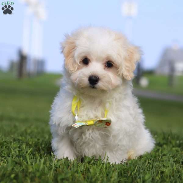 Cookie, Maltipoo Puppy