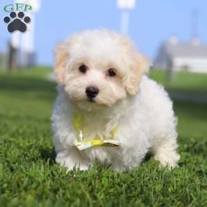 Cookie, Maltipoo Puppy