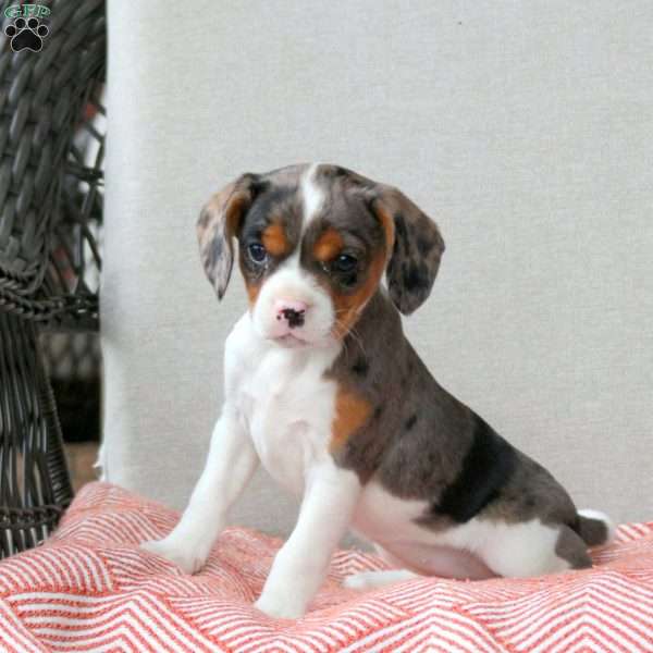 Cookies and Cream, Cavalier King Charles Mix Puppy