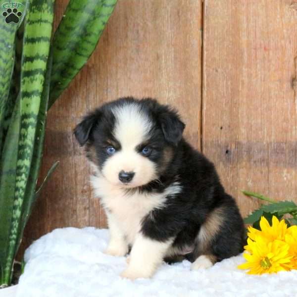 Cookie, Miniature Australian Shepherd Puppy