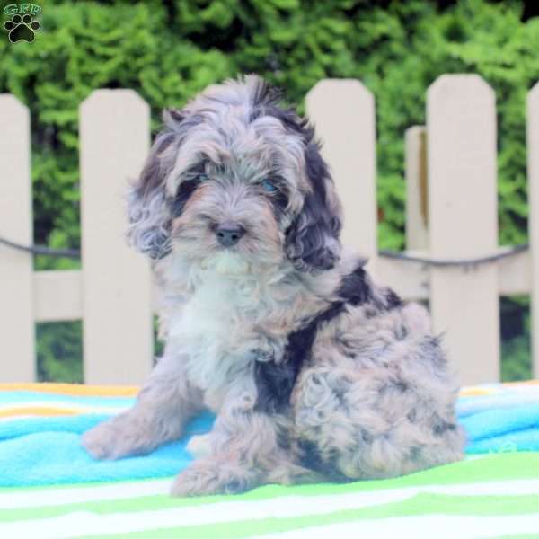 Cookie, Cockapoo Puppy