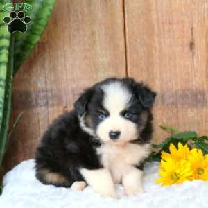 Cookie, Miniature Australian Shepherd Puppy