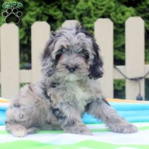 Cookie, Cockapoo Puppy
