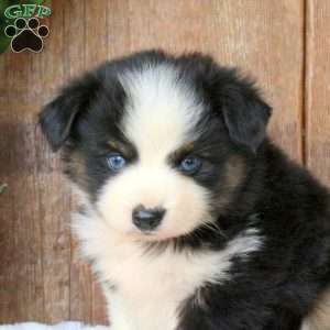 Cookie, Miniature Australian Shepherd Puppy