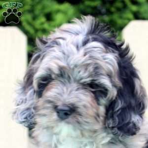 Cookie, Cockapoo Puppy