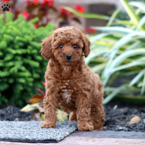 Cookie, Miniature Poodle Puppy