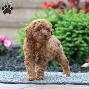 Cookie, Miniature Poodle Puppy