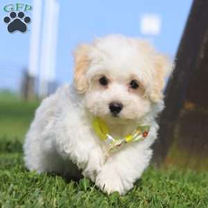 Cookie, Maltipoo Puppy